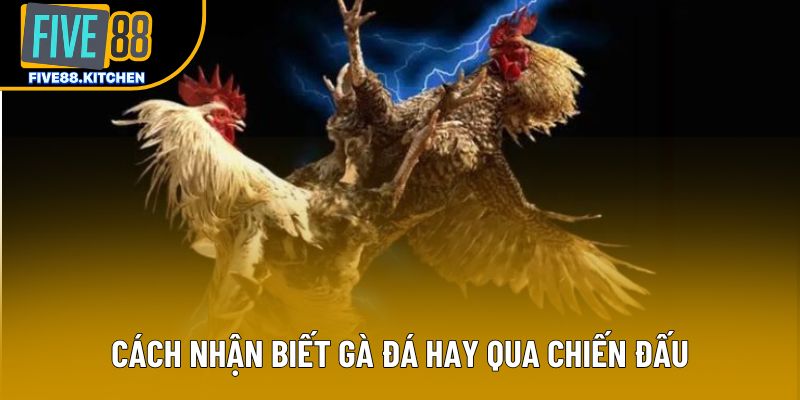Cách nhận biết gà đá hay qua chiến đấu