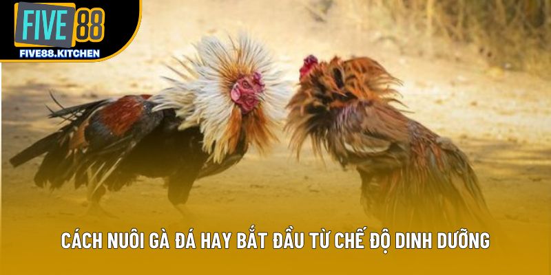 Cách nuôi gà đá hay bắt đầu từ chế độ dinh dưỡng Cách nuôi gà đá hay bắt đầu từ chế độ dinh dưỡng