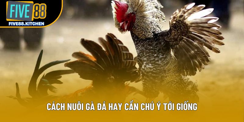 Cách nuôi gà đá hay cần chú ý tới giống Cách nuôi gà đá hay cần chú ý tới giống