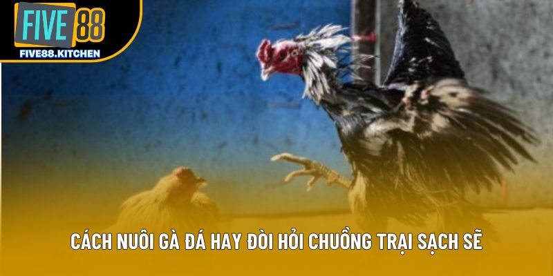 Cách nuôi gà đá hay đòi hỏi chuồng trại sạch sẽ Cách nuôi gà đá hay đòi hỏi chuồng trại sạch sẽ