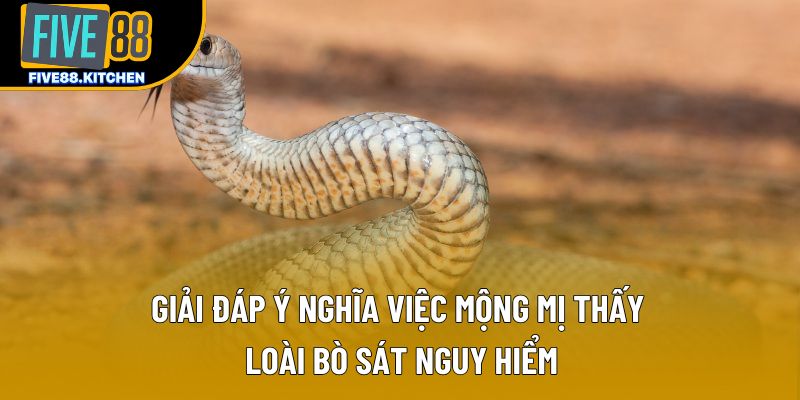 Giải đáp ý nghĩa việc mộng mị về loài bò sát nguy hiểm Giải đáp ý nghĩa việc mộng mị về loài bò sát nguy hiểm