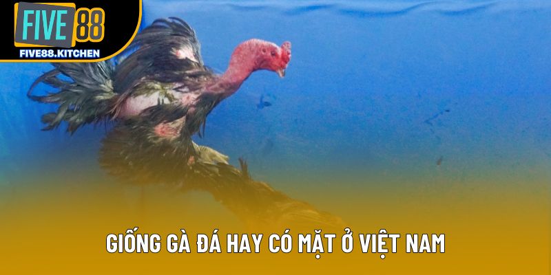Giống gà đá hay có mặt ở Việt Nam