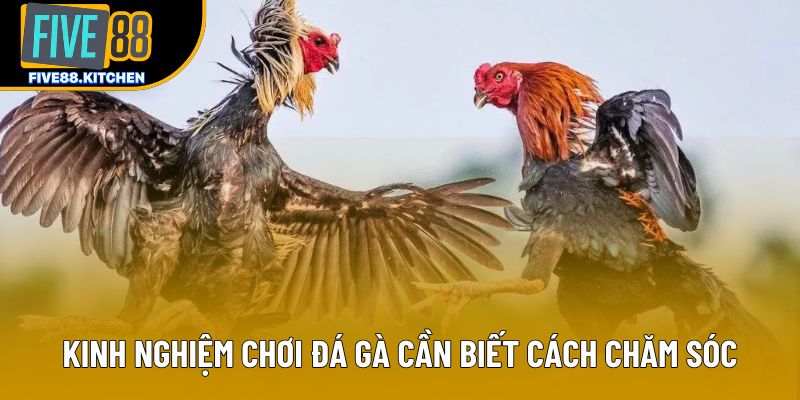 Kinh nghiệm chơi đá gà cần biết cách chăm sóc Kinh nghiệm chơi đá gà cần biết cách chăm sóc