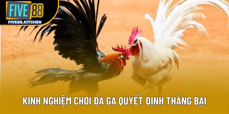 Kinh nghiệm chơi đá gà quyết định thắng bại Kinh nghiệm chơi đá gà quyết định thắng bại