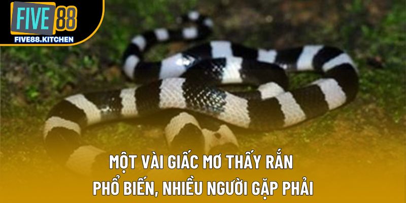 Một vài giấc mơ thấy rắn phổ biến, nhiều người gặp phải Một vài giấc mơ thấy rắn phổ biến, nhiều người gặp phải