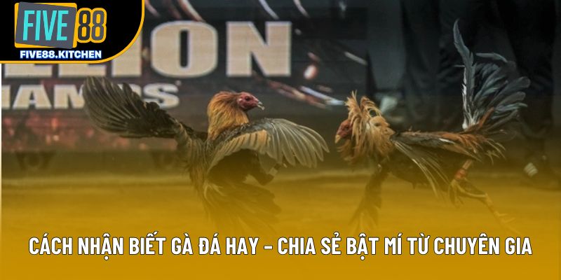 Cách Nhận Biết Gà Đá Hay – Chia Sẻ Bật Mí Từ Chuyên Gia
