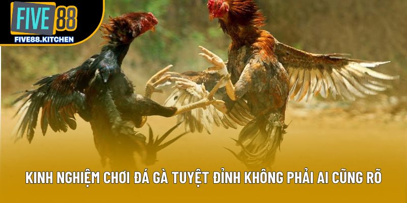 Kinh Nghiệm Chơi Đá Gà Tuyệt Đỉnh Không Phải Ai Cũng Rõ
