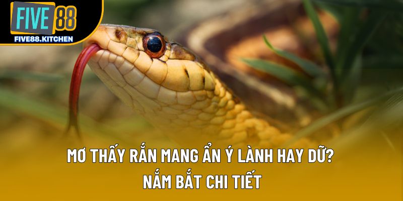 Mơ Thấy Rắn Mang Ẩn Ý Lành Hay Dữ? Nắm Bắt Chi Tiết